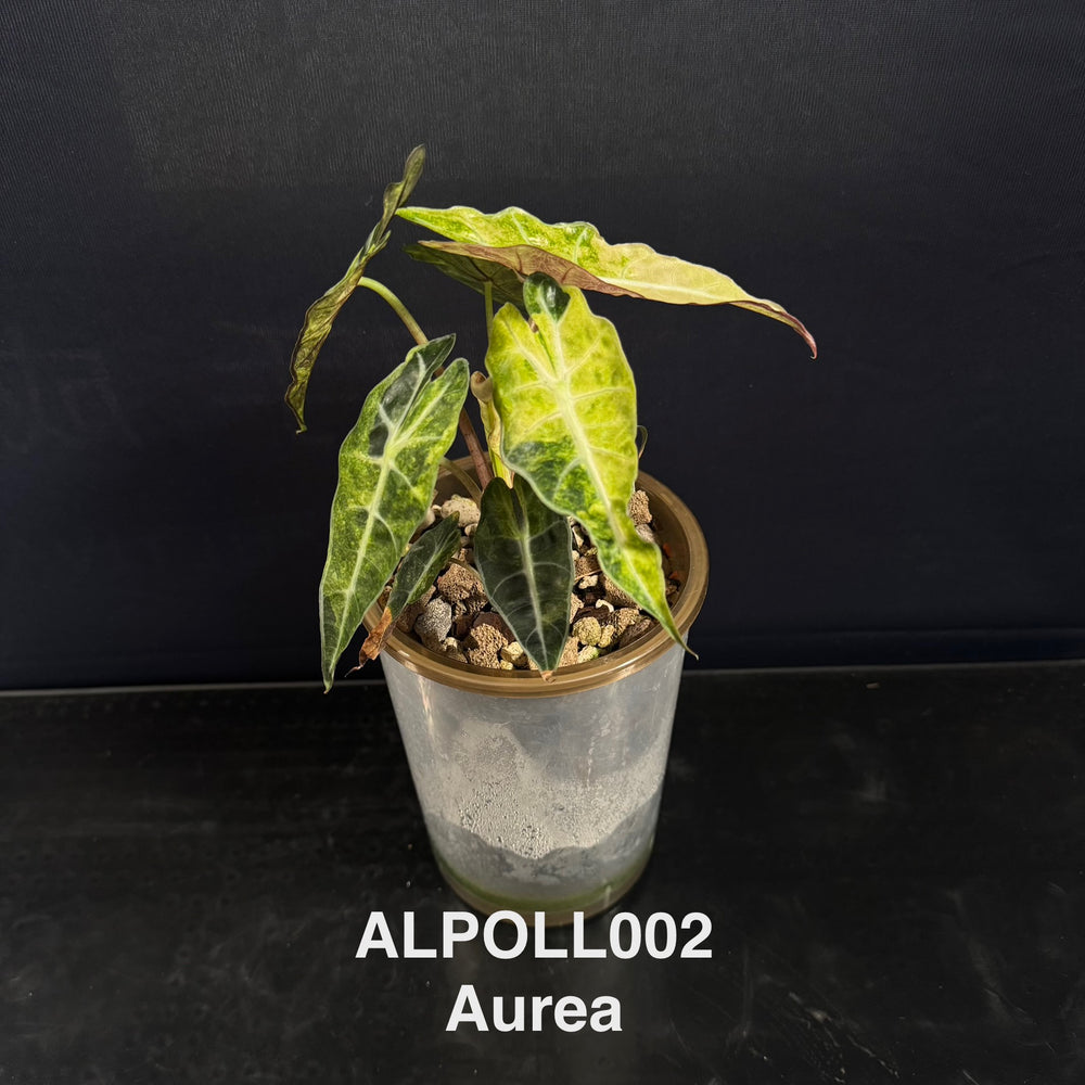 Alocasia 【Polly】 【大仙女】[ALPOLL]