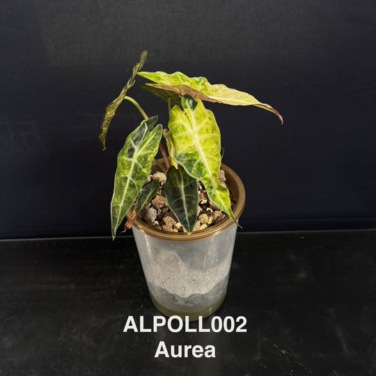 Alocasia 【Polly】 【大仙女】[ALPOLL]