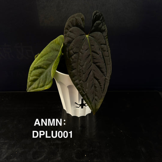 Anthurium 'Dark Phoenix' x 'Luxurians'[ANMN:DPLU]