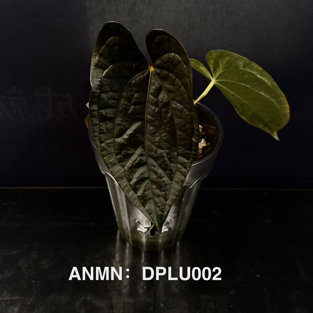 Anthurium 'Dark Phoenix' x 'Luxurians'[ANMN:DPLU]