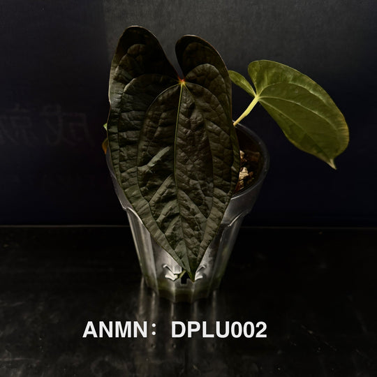 Anthurium 'Dark Phoenix' x 'Luxurians'[ANMN:DPLU]