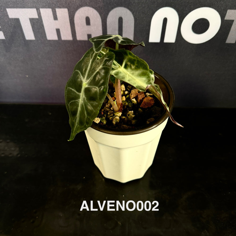 Alocasia 【Venom】【毒液】 [ALVENO]