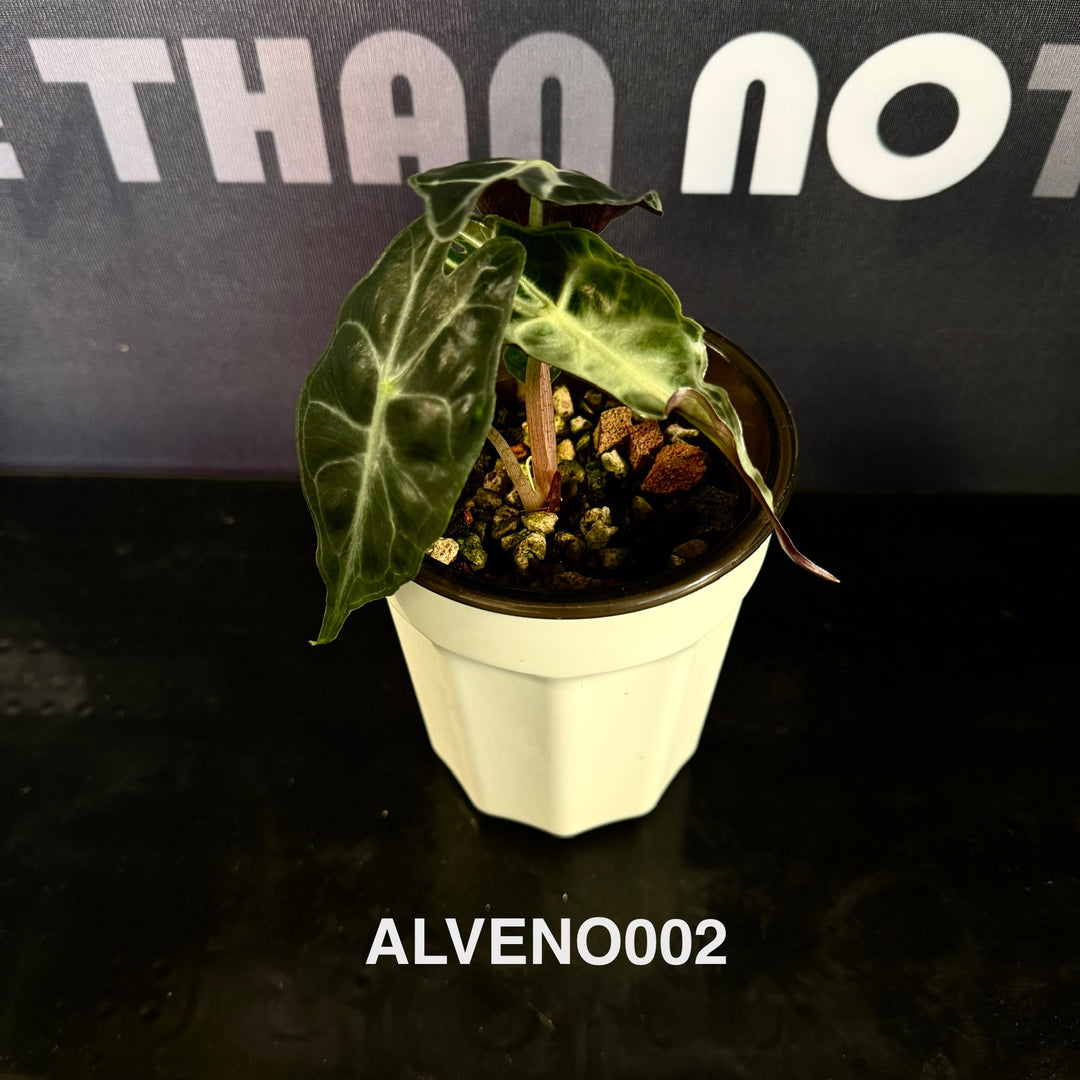 Alocasia 【Venom】【毒液】 [ALVENO]
