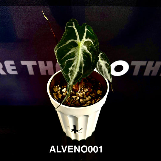Alocasia 【Venom】【毒液】 [ALVENO]
