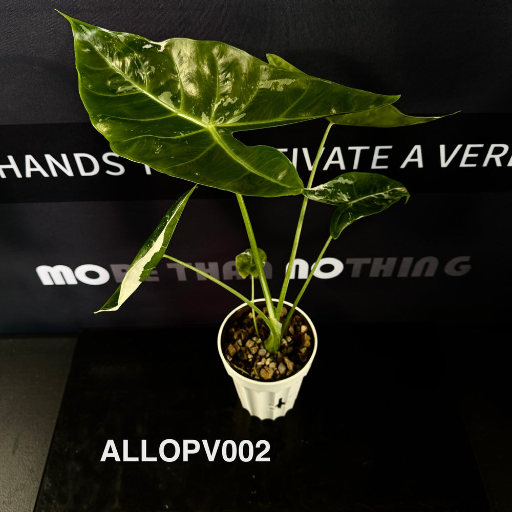 Alocasia Longiloba Pink Variegated【粉背剑叶】 [ALLOPV]