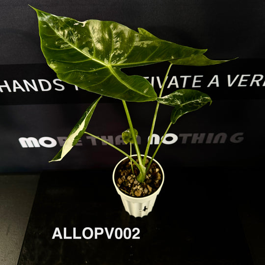 Alocasia Longiloba Pink Variegated【粉背剑叶】 [ALLOPV]