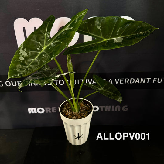 Alocasia Longiloba Pink Variegated【粉背剑叶】 [ALLOPV]