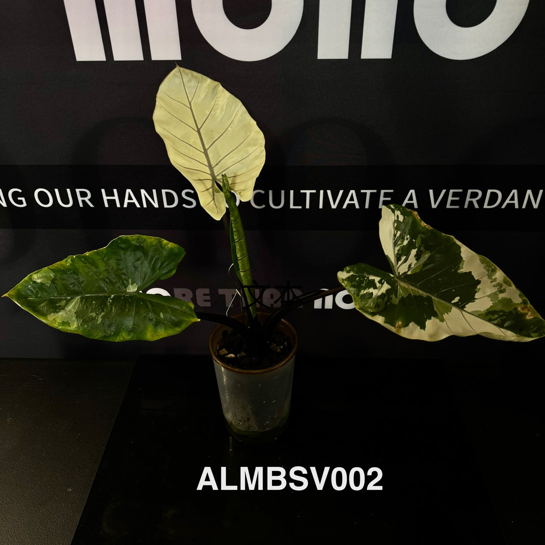 Alocasia Macrorrhizos 'Black Stem' Variegated【紫脉锦】 [ALMBSV]