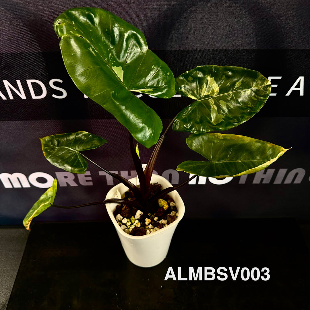 Alocasia Macrorrhizos 'Black Stem' Variegated【紫脉锦】 [ALMBSV]