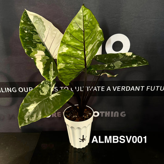 Alocasia Macrorrhizos 'Black Stem' Variegated【紫脉锦】 [ALMBSV]