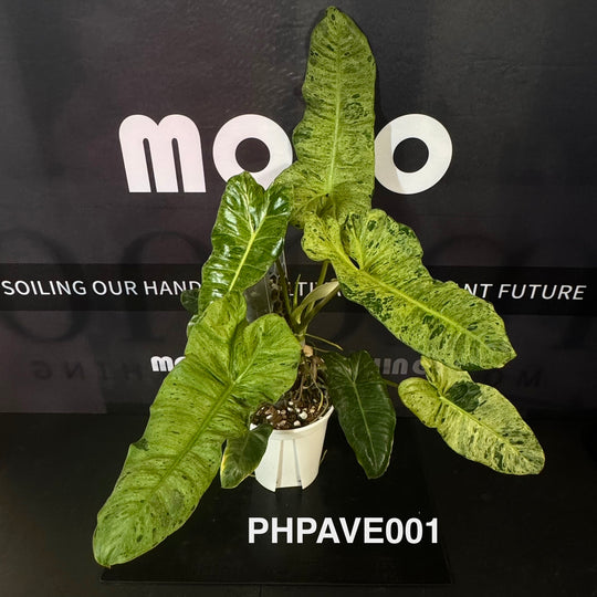 Philodendron 'Paraiso Verde'【绿天堂】[PHPAVE]