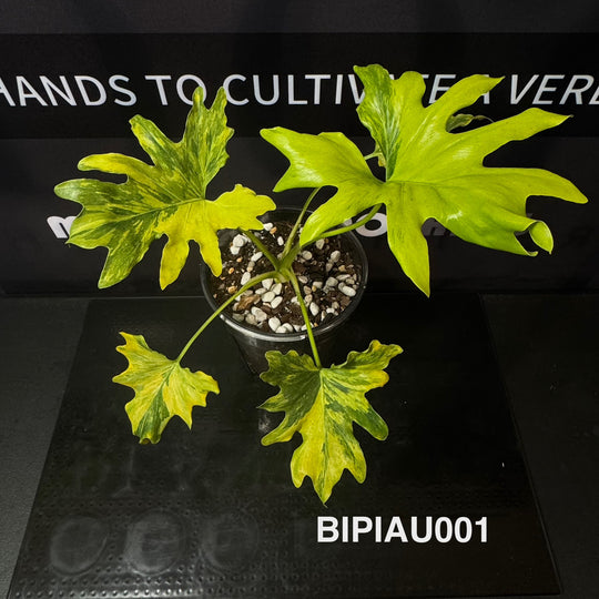 Bipinnatifidum Aurea Variegated 【Fluorescent】【荧光龙鳞春羽】[BIPIAU]