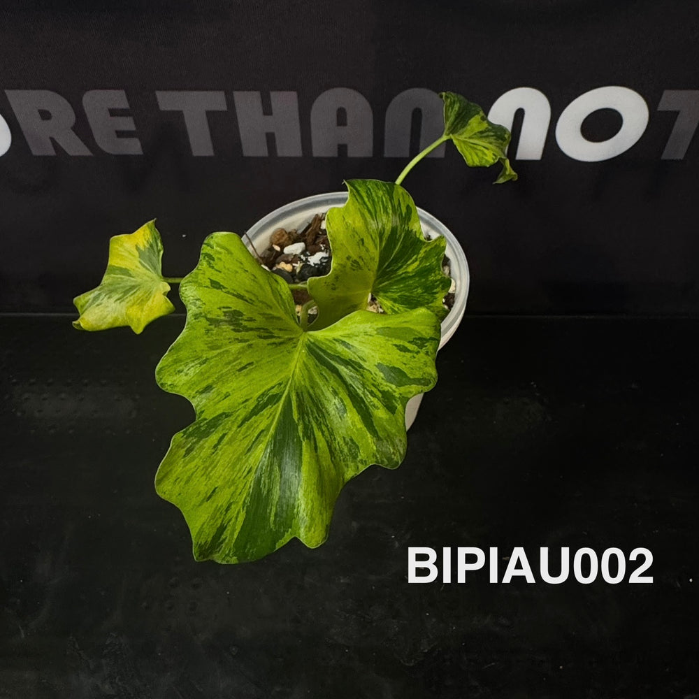 Bipinnatifidum Aurea Variegated 【Fluorescent】【荧光龙鳞春羽】[BIPIAU]