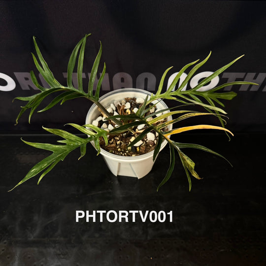 Philodendron Tortum Variegation【鱼骨锦】[PHTORTV]