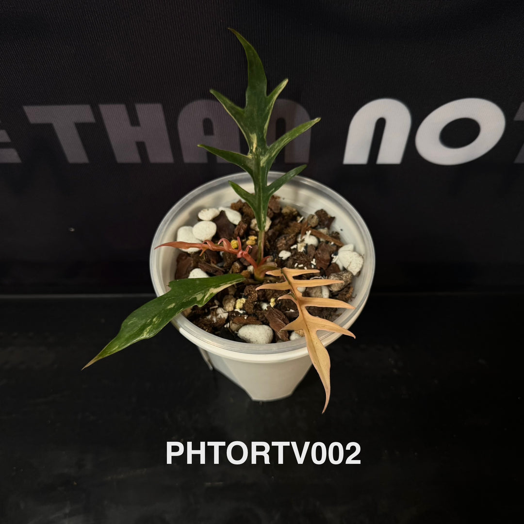 Philodendron Tortum Variegation【鱼骨锦】[PHTORTV]