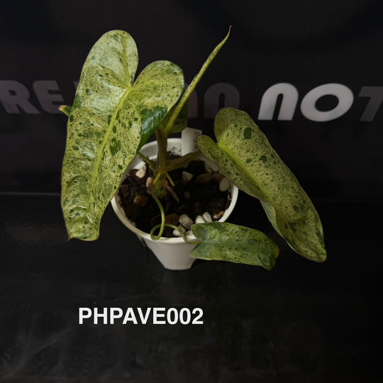 Philodendron 'Paraiso Verde'【绿天堂】[PHPAVE]