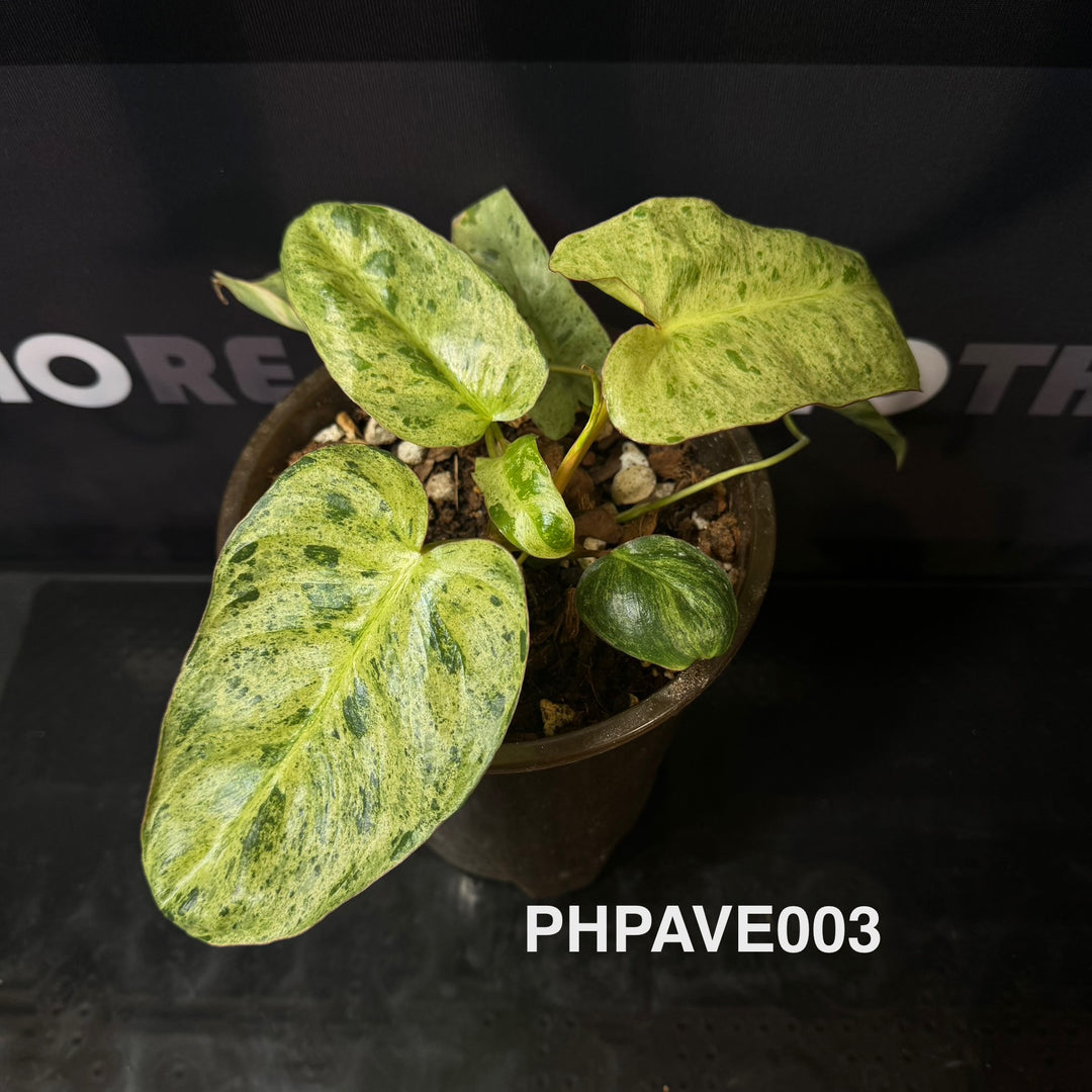 Philodendron 'Paraiso Verde'【绿天堂】[PHPAVE]