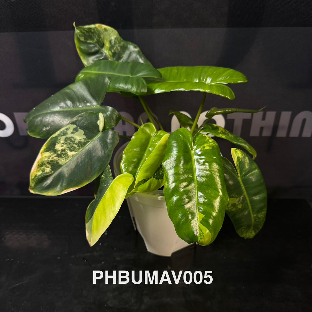 Philodendron Burle Marx Variegata【伯乐锦】[PHBUMAV]