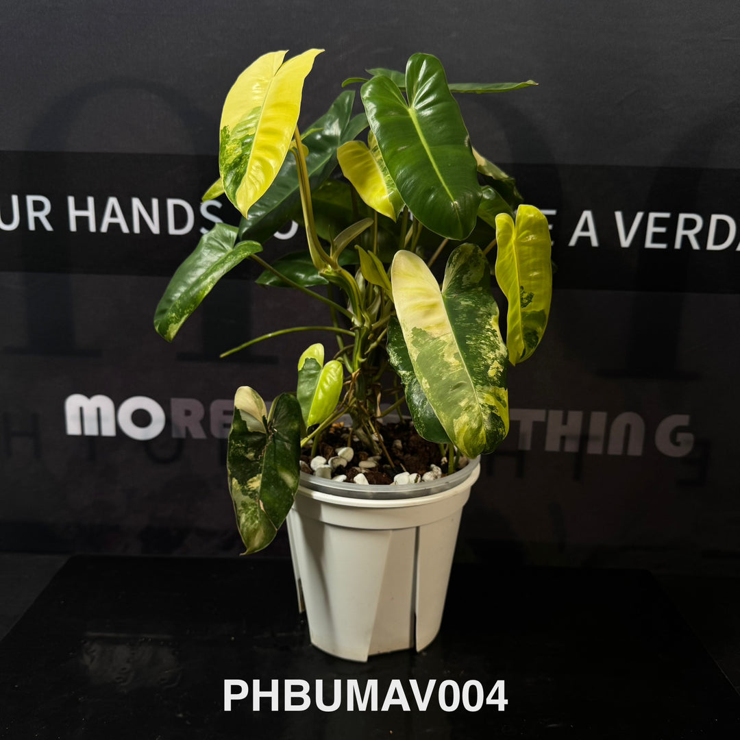 Philodendron Burle Marx Variegata【伯乐锦】[PHBUMAV]