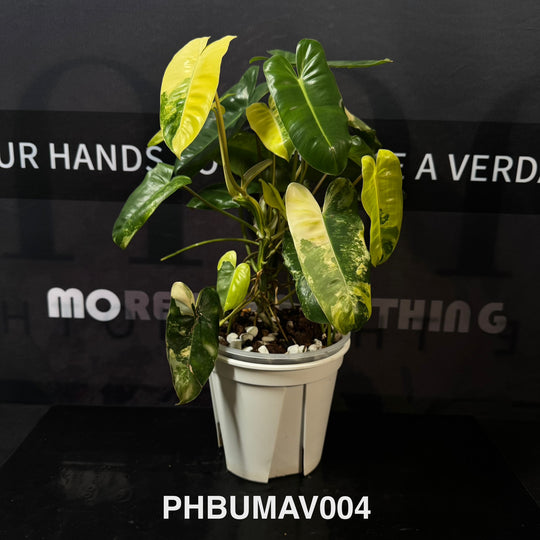 Philodendron Burle Marx Variegata【伯乐锦】[PHBUMAV]