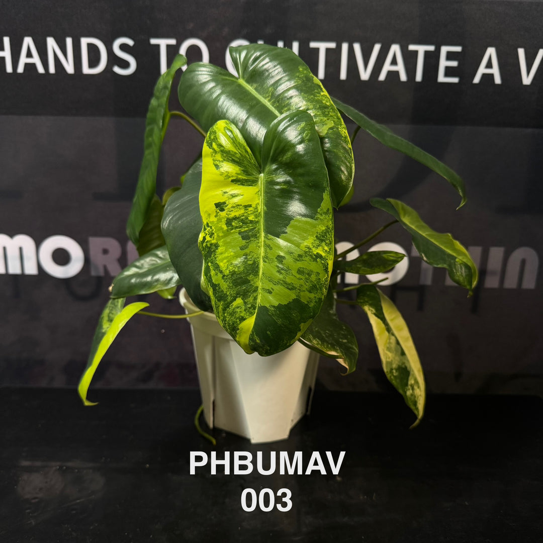 Philodendron Burle Marx Variegata【伯乐锦】[PHBUMAV]