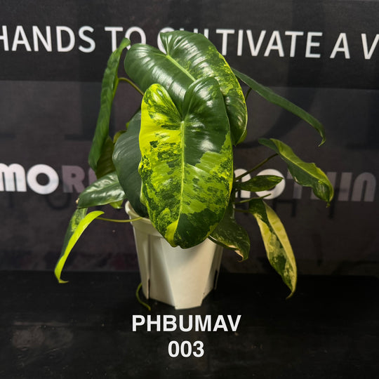 Philodendron Burle Marx Variegata【伯乐锦】[PHBUMAV]