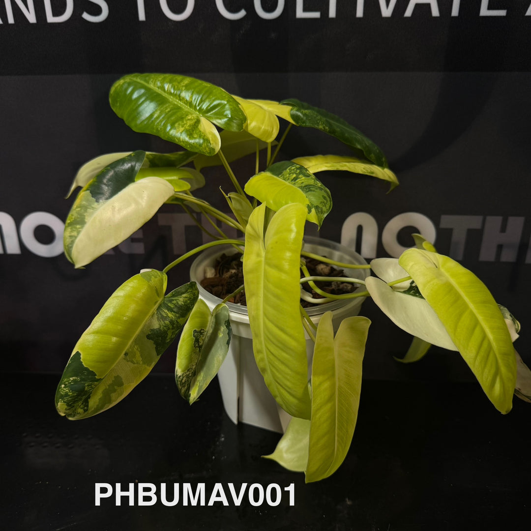 Philodendron Burle Marx Variegata【伯乐锦】[PHBUMAV]