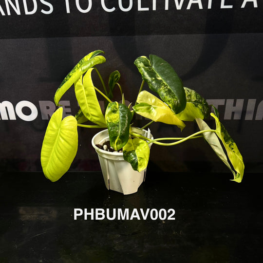Philodendron Burle Marx Variegata【伯乐锦】[PHBUMAV]