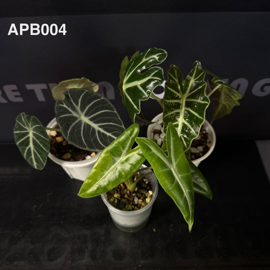 [40%off]Aroid Plants Gift Bundle for Beginners 【天南星科植物新手礼包】