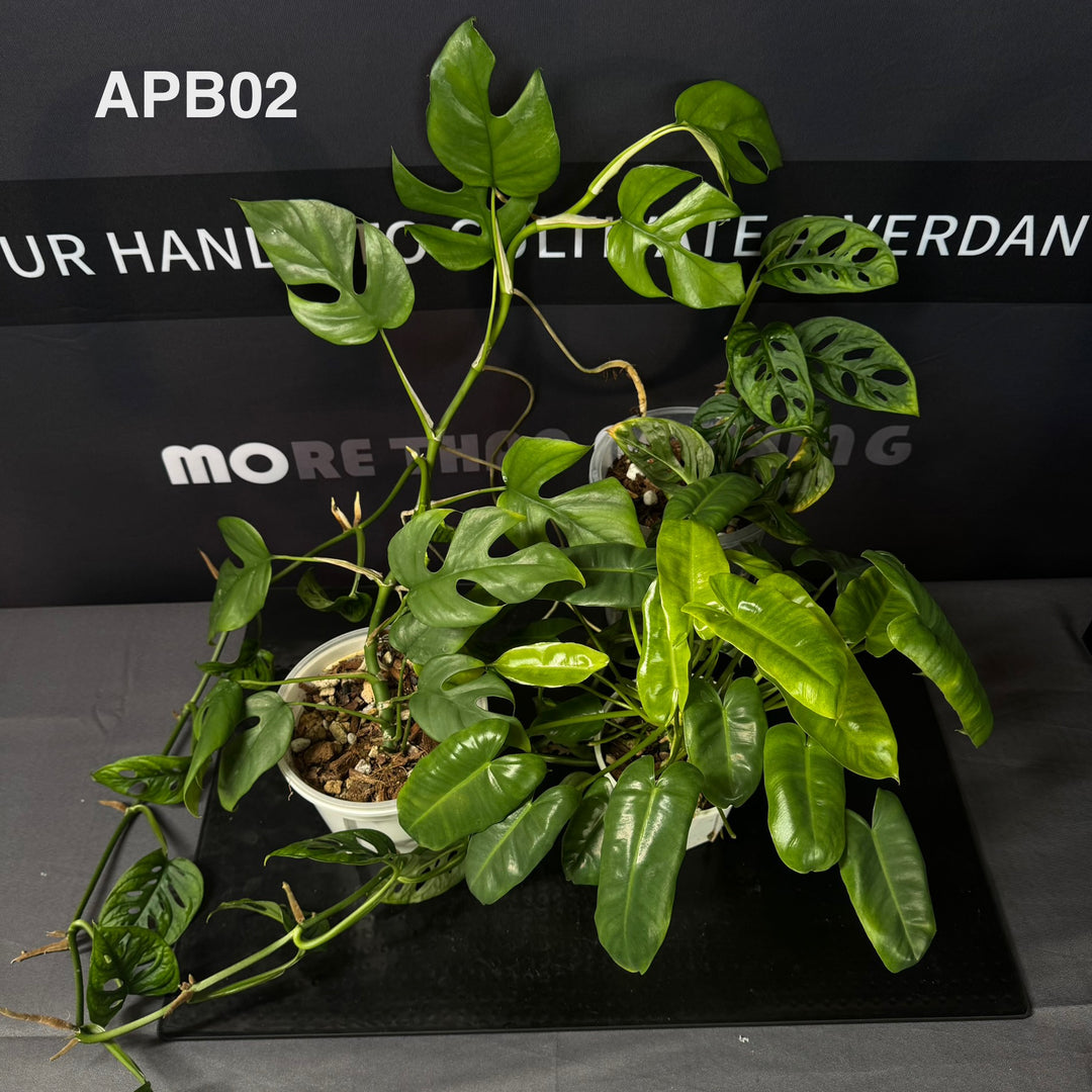 [40%off]Aroid Plants Gift Bundle for Beginners 【天南星科植物新手礼包】