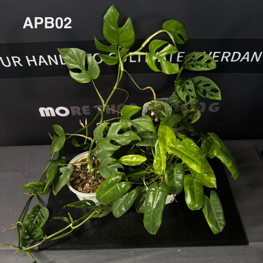 [40%off]Aroid Plants Gift Bundle for Beginners 【天南星科植物新手礼包】