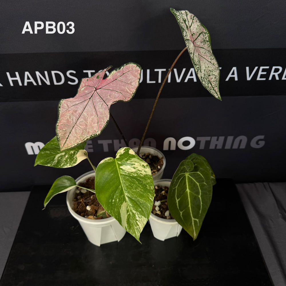 [40%off]Aroid Plants Gift Bundle for Beginners 【天南星科植物新手礼包】