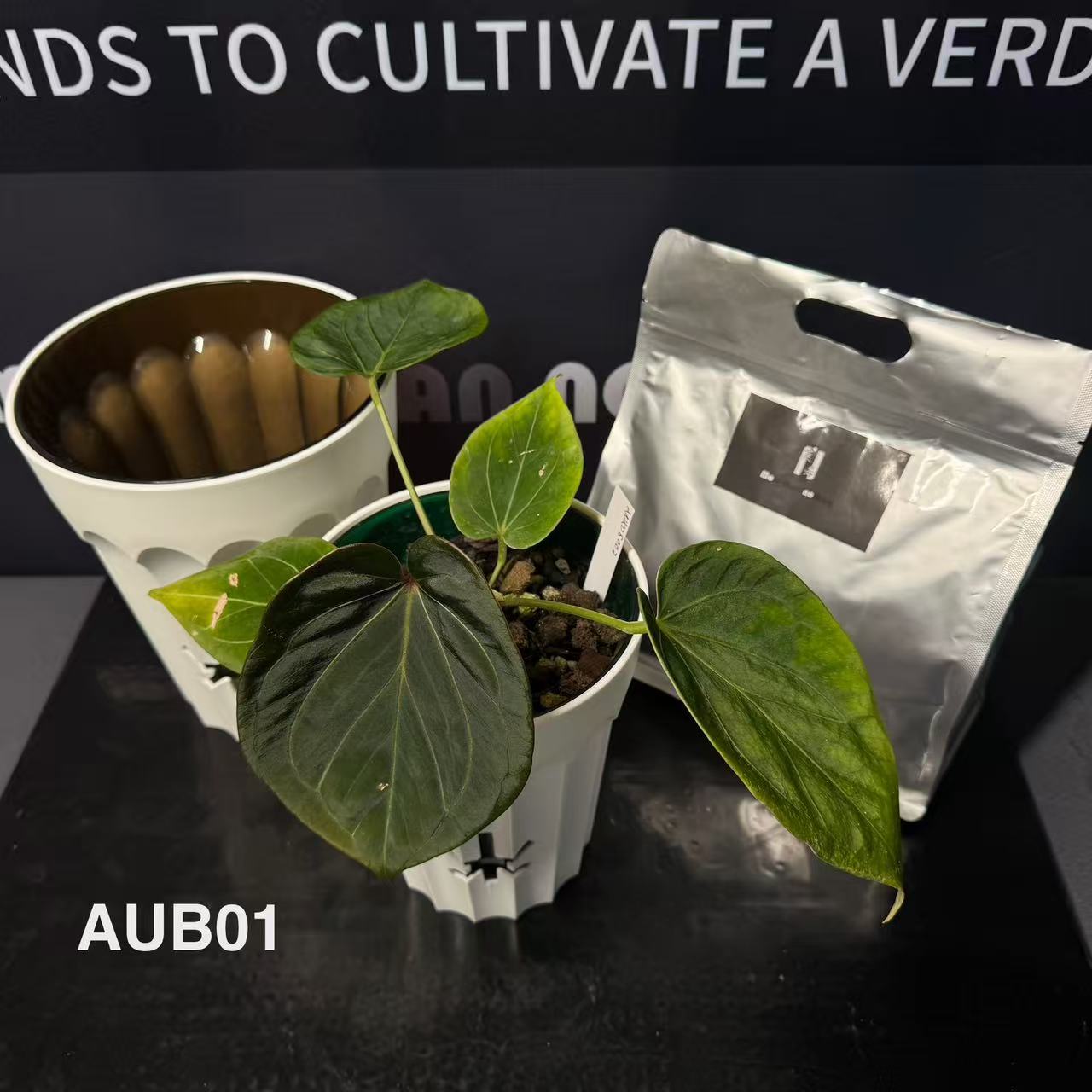 Anthurium – MONO Plant House