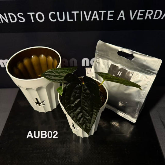 [20%off]Aroid Upgrade Bundle【天南星科升级套餐】