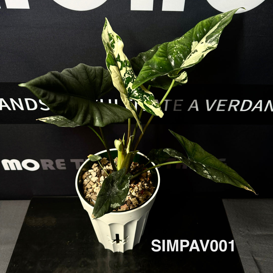 Alocasia Simpo Albo Variegation【白锦辛波】[SIMPAV]