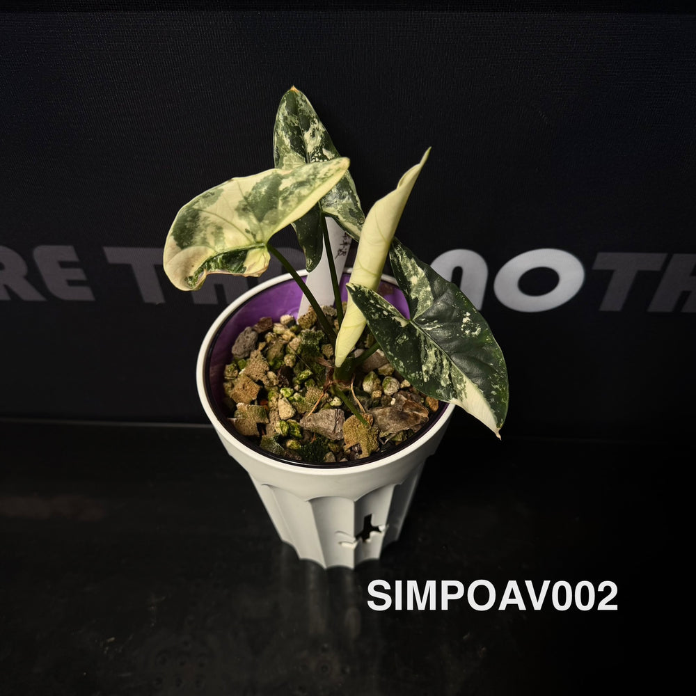 Alocasia Simpo Albo Variegation【白锦辛波】[SIMPAV]