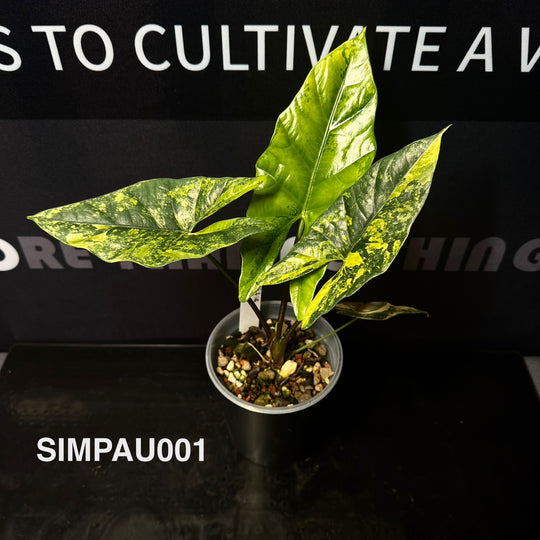 Alocasia Simpo Aurea Variegation【黄锦辛波】[SIMPAU]