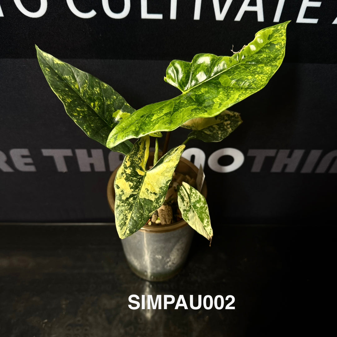 Alocasia Simpo Aurea Variegation【黄锦辛波】[SIMPAU]