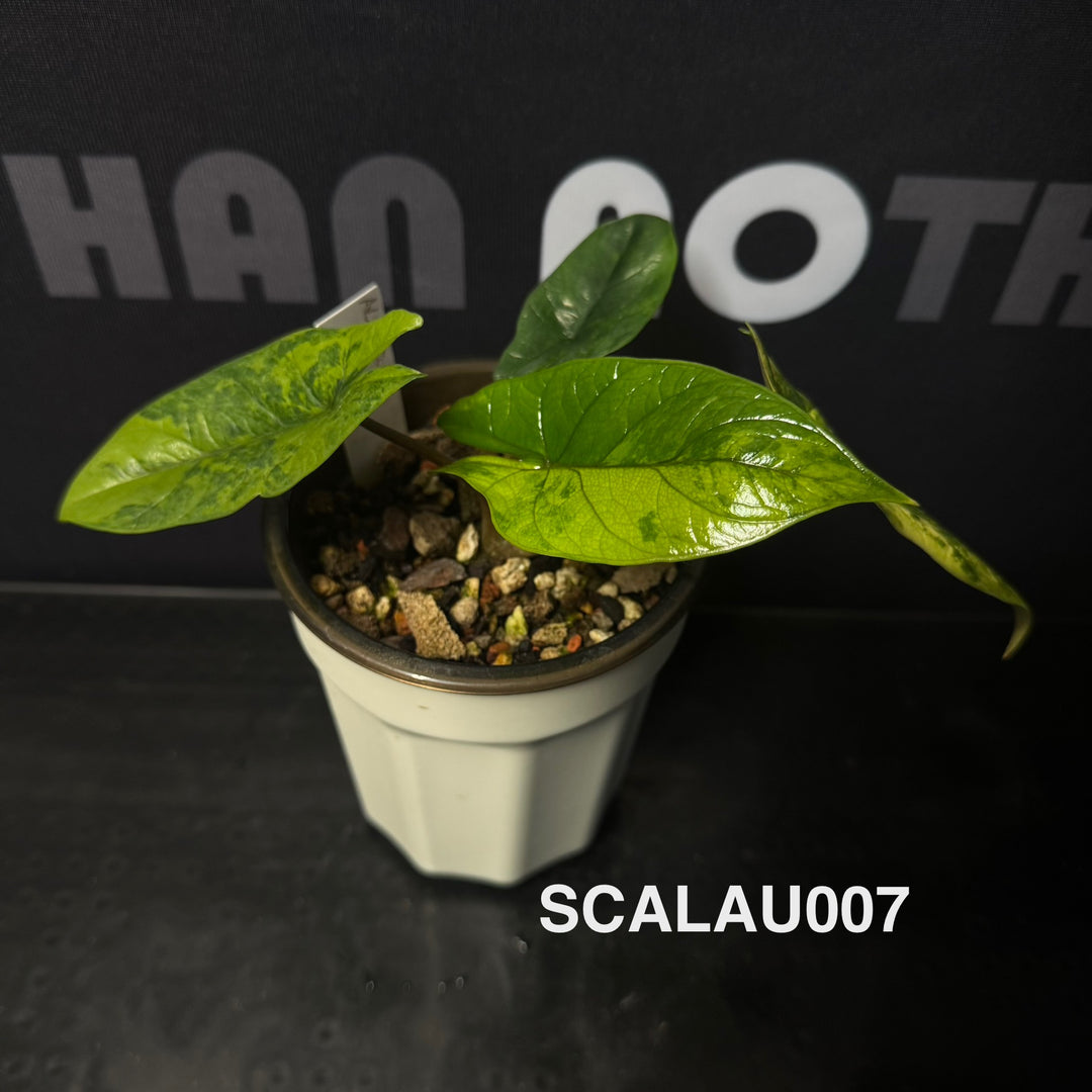 Alocasia Scalprum Aurea Variegation【黄锦板盾】[SCALAU]