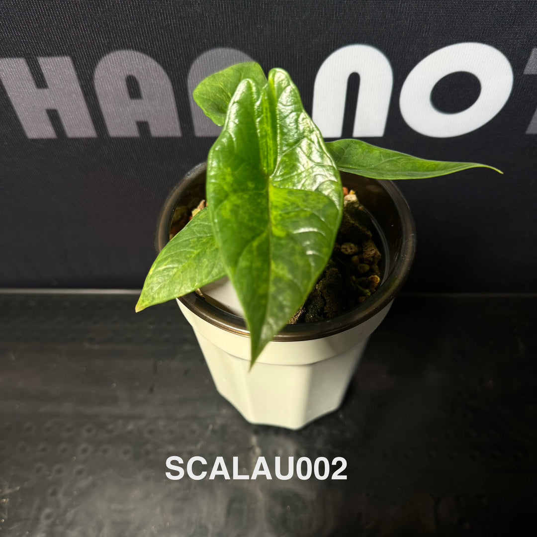Alocasia Scalprum Aurea Variegation【黄锦板盾】[SCALAU]