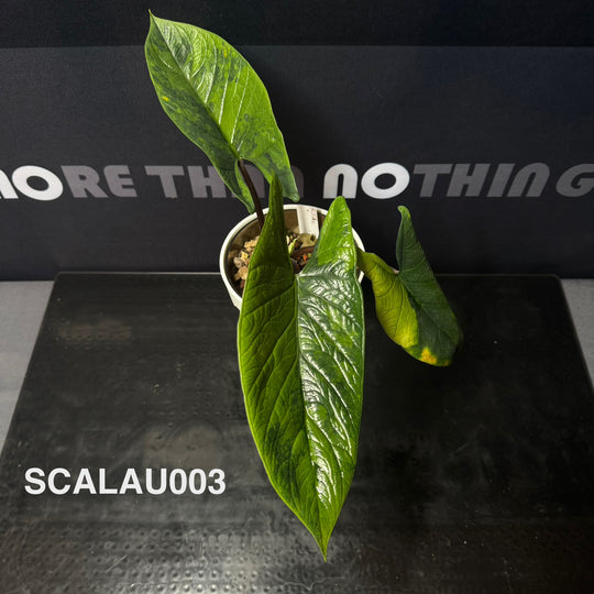 Alocasia Scalprum Aurea Variegation【黄锦板盾】[SCALAU]