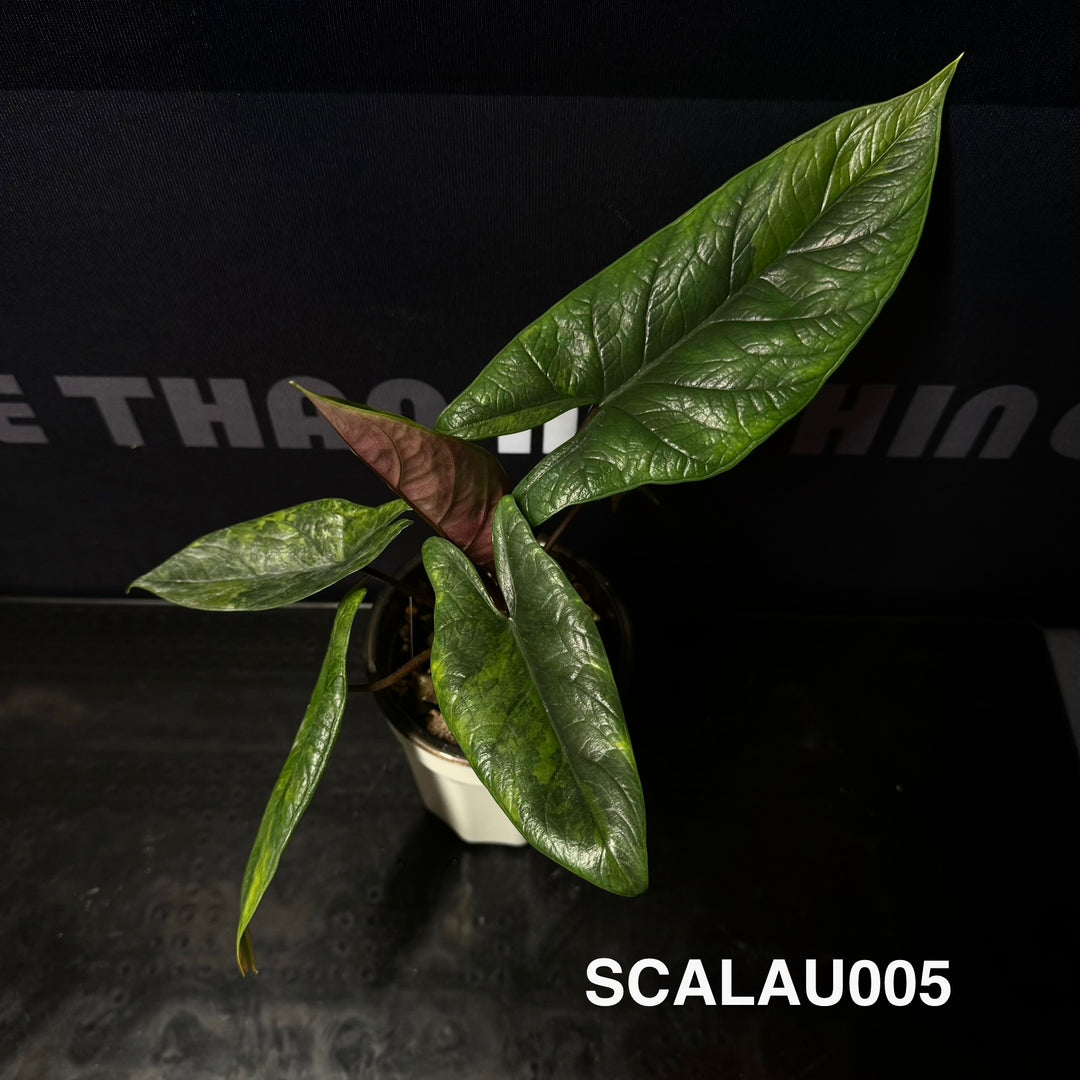 Alocasia Scalprum Aurea Variegation【黄锦板盾】[SCALAU]