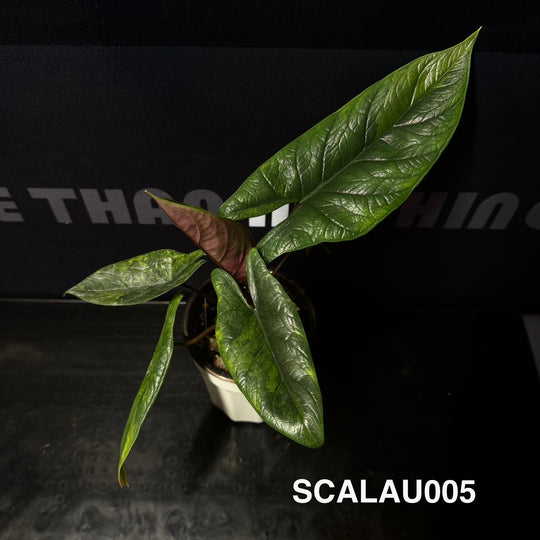 Alocasia Scalprum Aurea Variegation【黄锦板盾】[SCALAU]