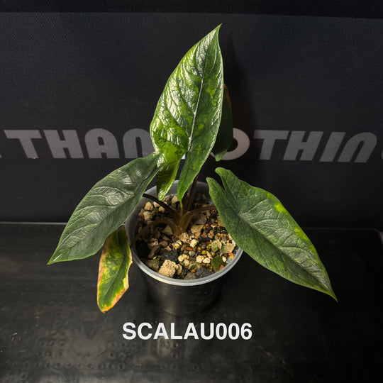 Alocasia Scalprum Aurea Variegation【黄锦板盾】[SCALAU]