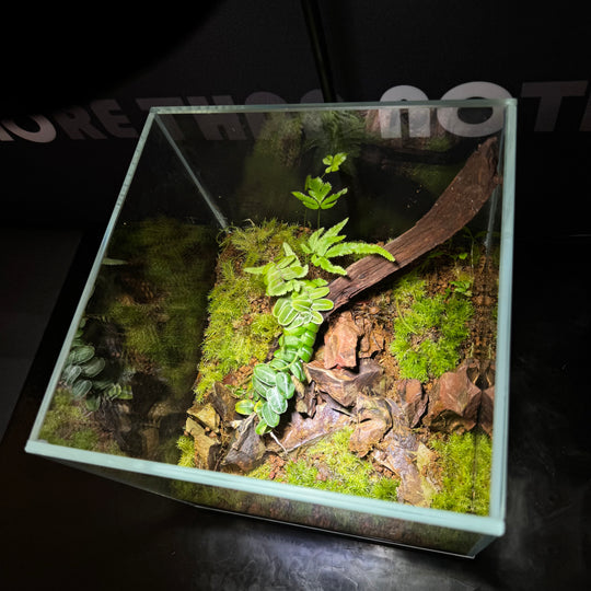 [Mono]Mini Cube20*20-002 (Toronto Local Only)