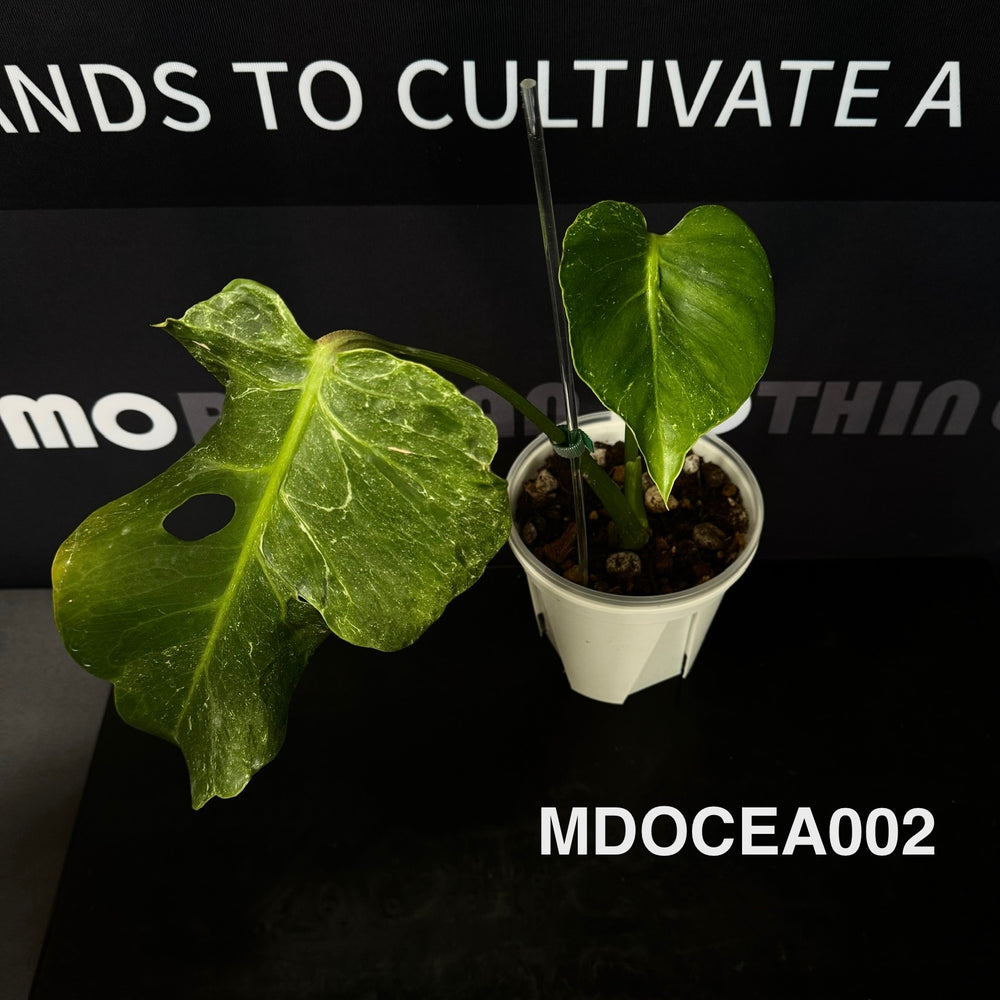 Monstera Deliciosa 【Oceana 'Thunder Bolt'】【闪电霹雳】[MDOCEA]