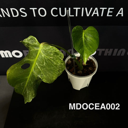 Monstera Deliciosa 【Oceana 'Thunder Bolt'】【闪电霹雳】[MDOCEA]