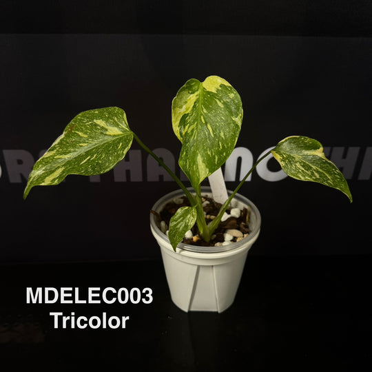 Monstera Deliciosa 【Electrolyte Series】【灯泡/电光系列】[MDELEC]