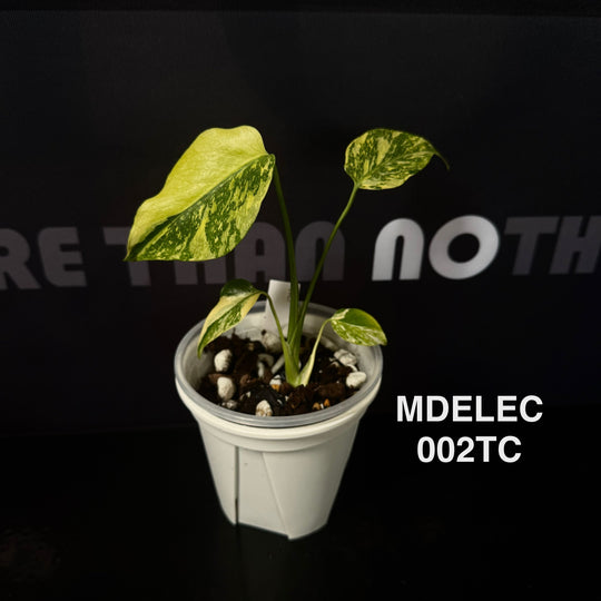 Monstera Deliciosa 【Electrolyte Series】【灯泡/电光系列】[MDELEC]