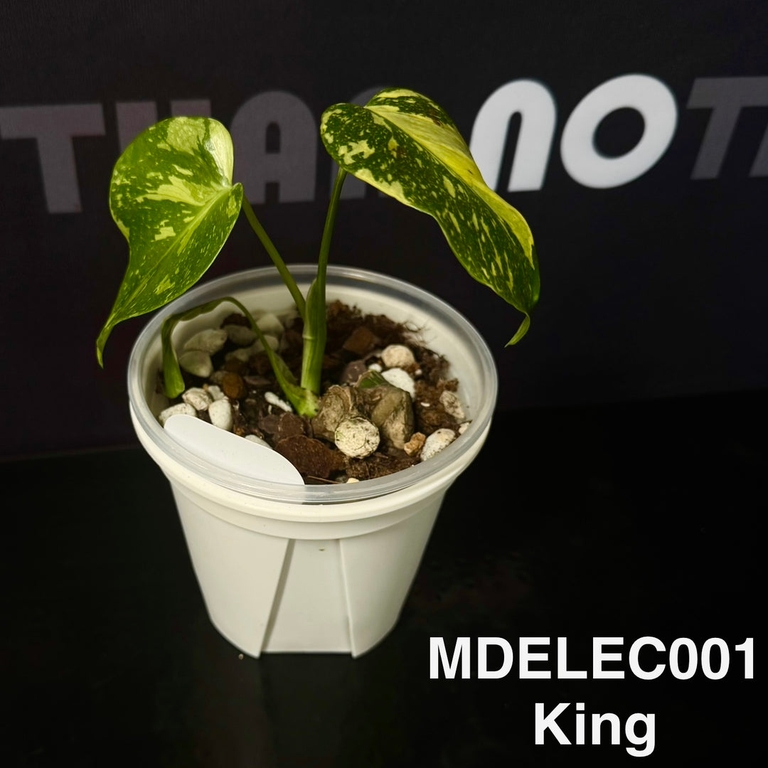 Monstera Deliciosa 【Electrolyte Series】【灯泡/电光系列】[MDELEC]